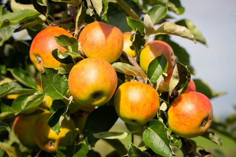 Holstein Apple