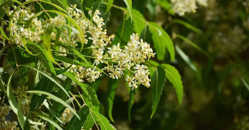 Neem
