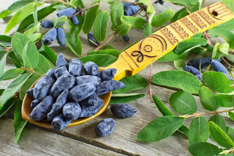 Honeyberry