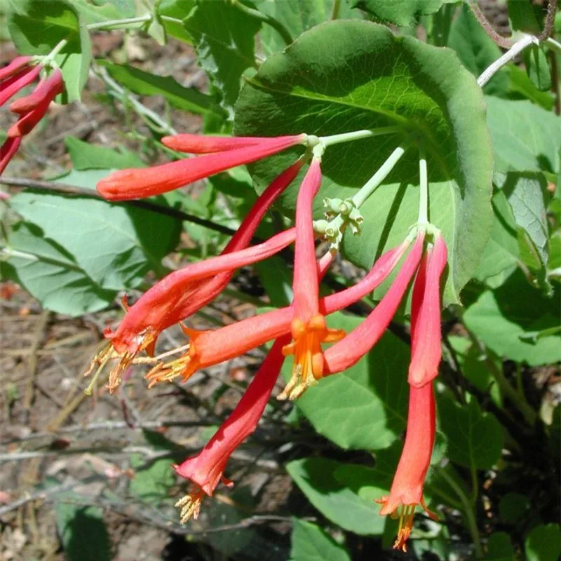 Honeysuckle