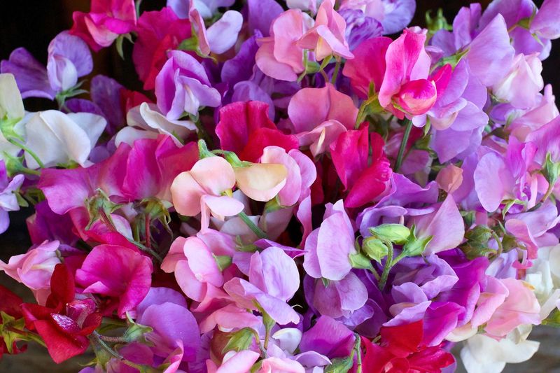 Sweet Pea