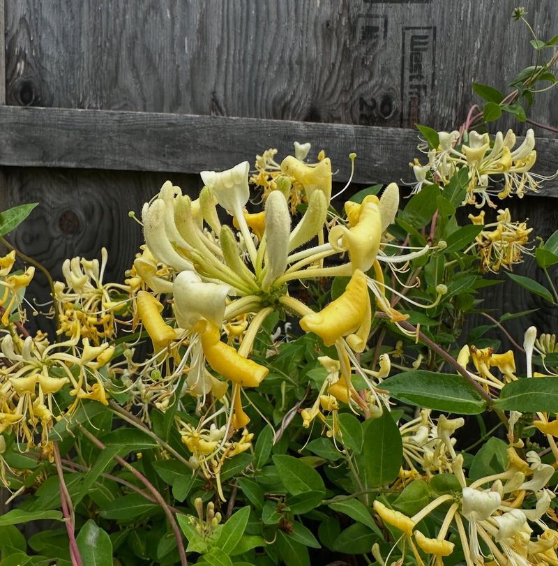 Honeysuckle