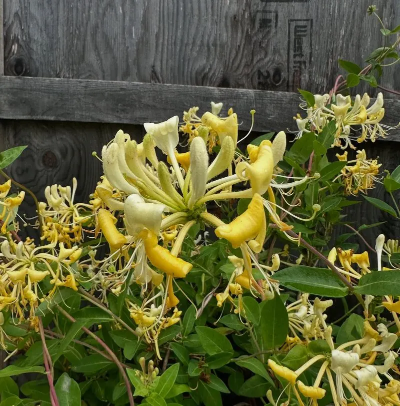 Honeysuckle
