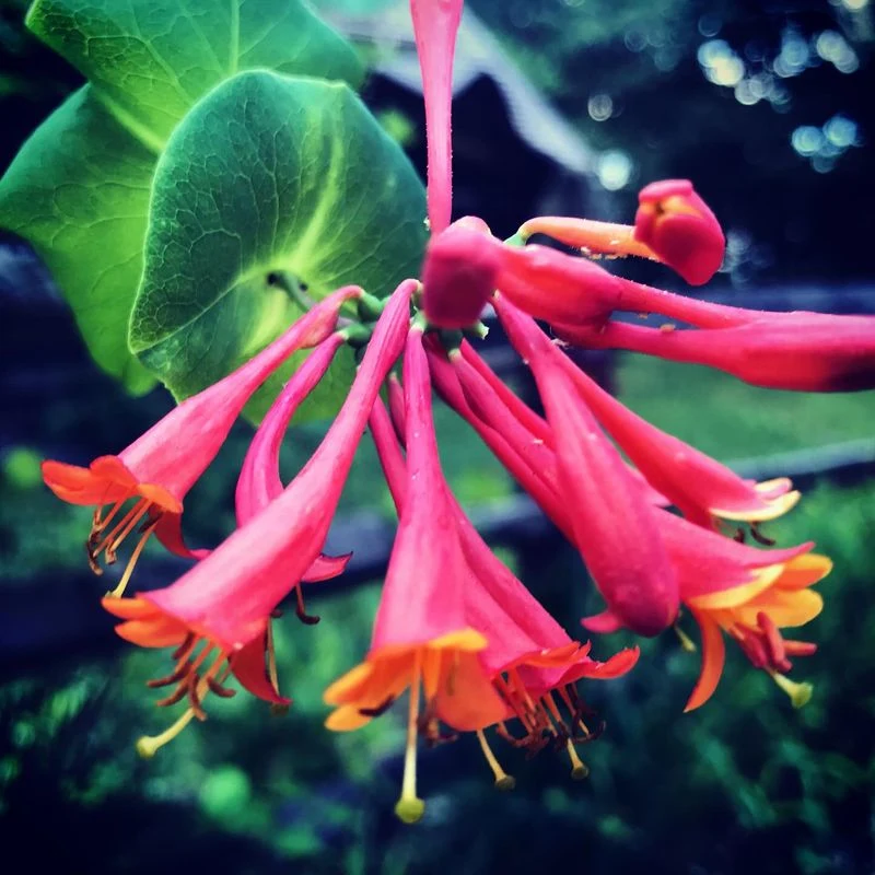 Honeysuckle