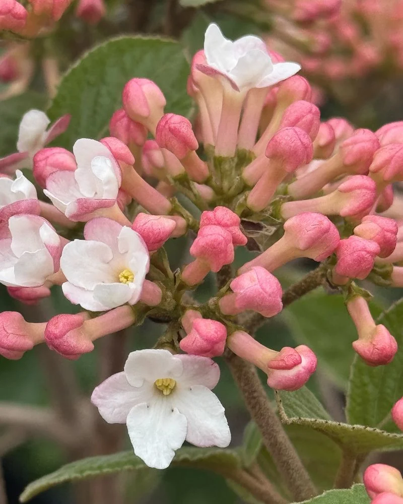Korean Spice Viburnum