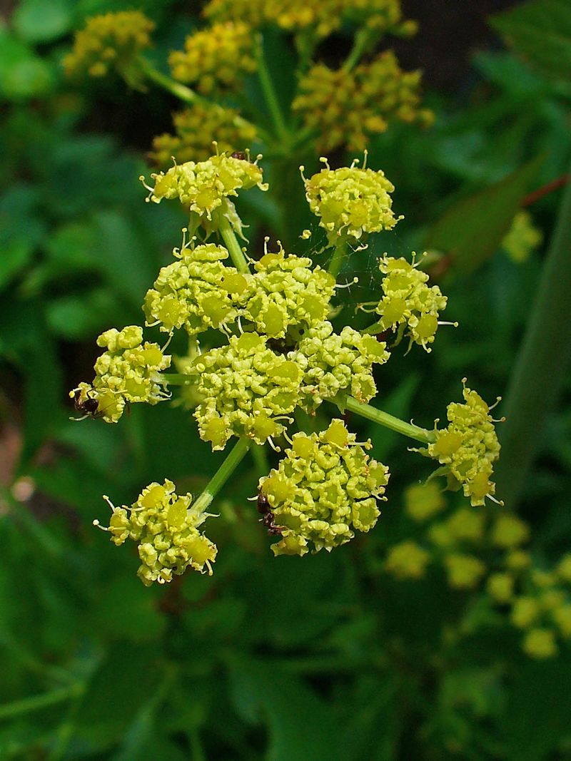 Lovage