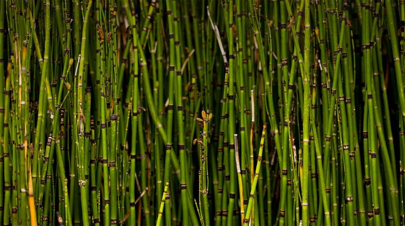 Horsetail Reed
