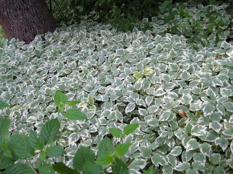 Bishop's Weed