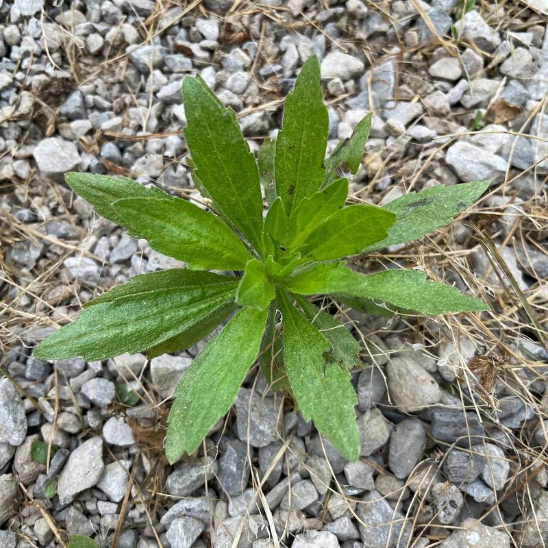 Horseweed