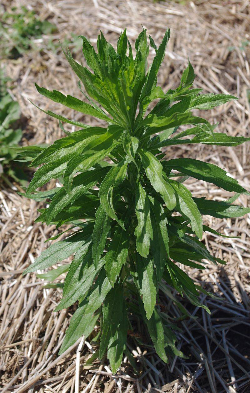 Horseweed