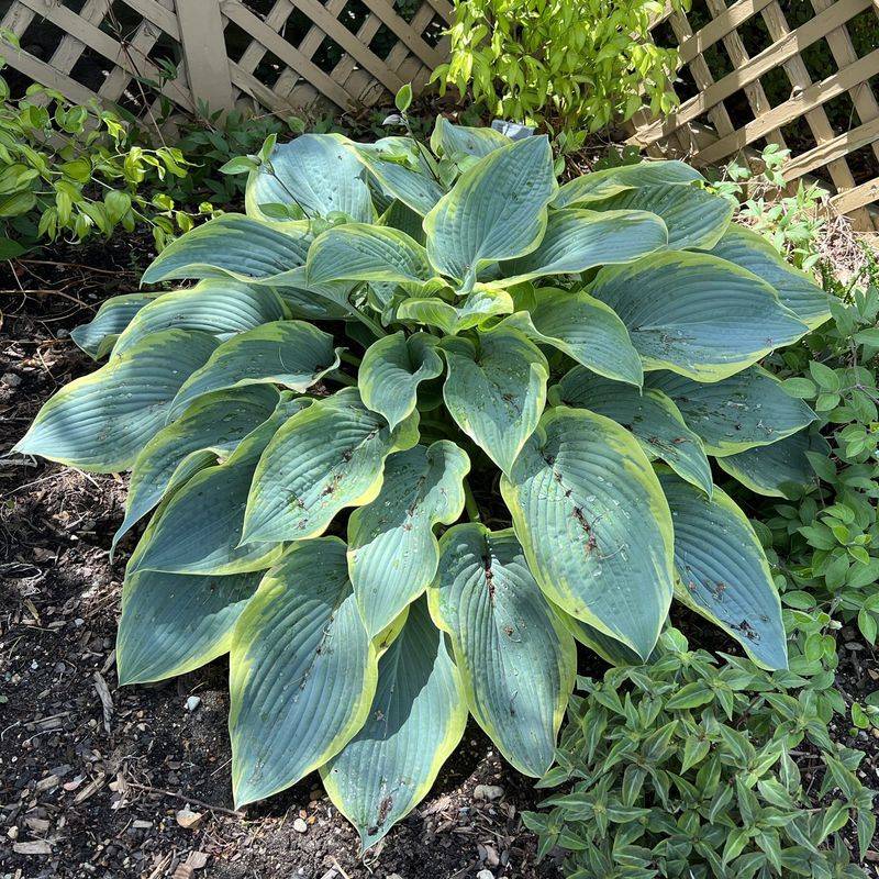 Hosta