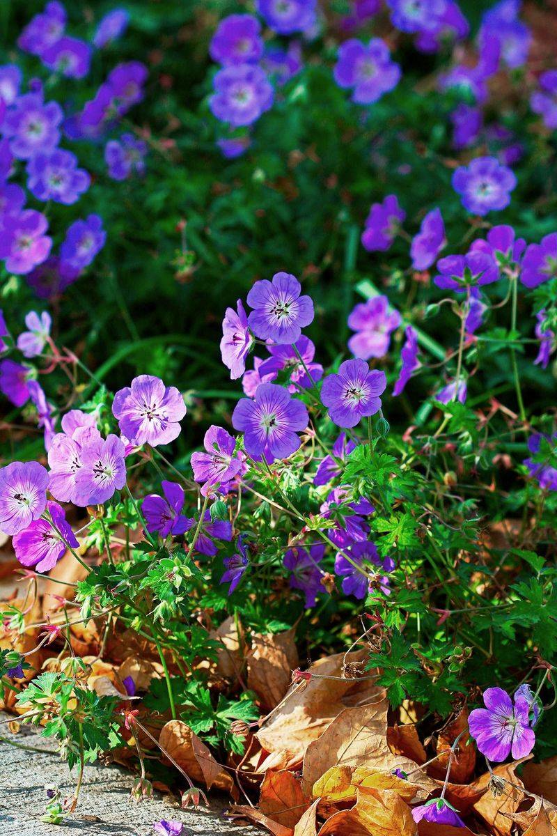 Geranium