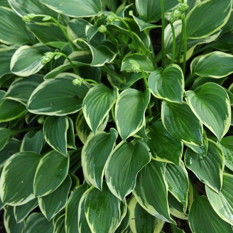 Hosta