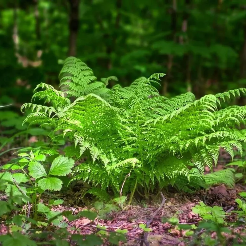 Ferns