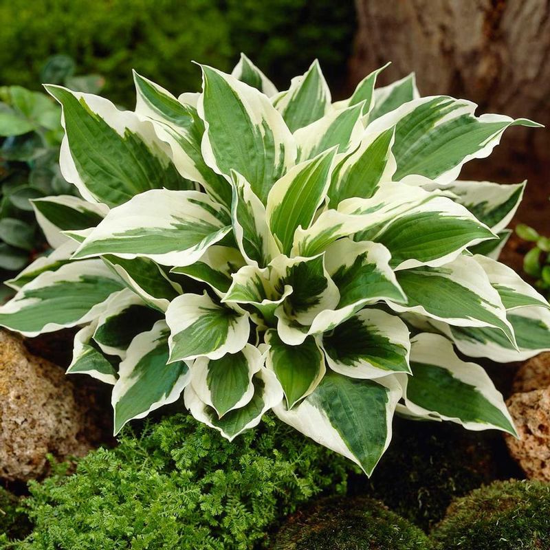 Hosta