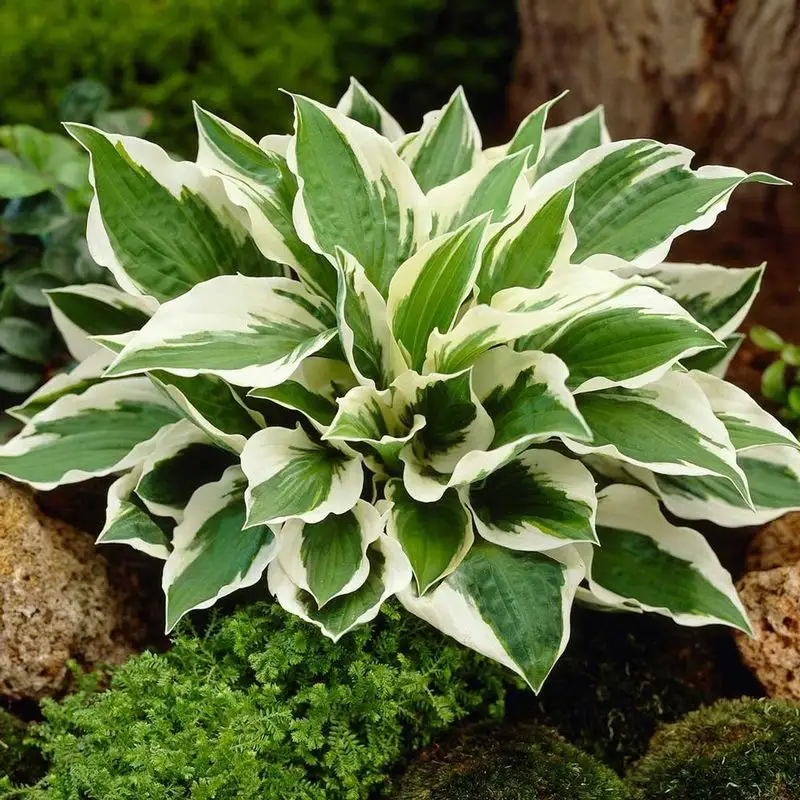 Hosta