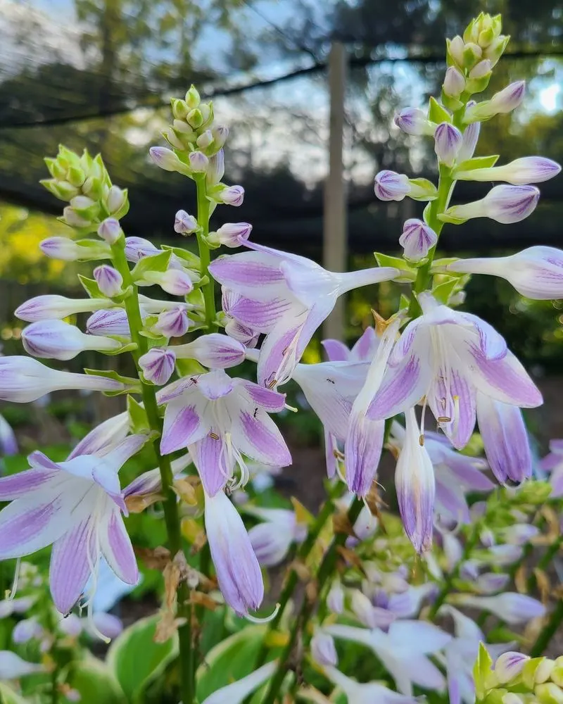 Hosta