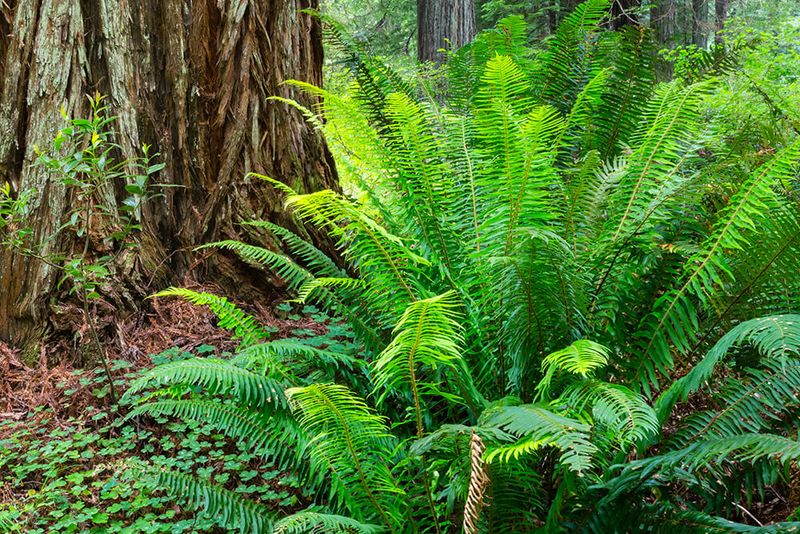 Ferns