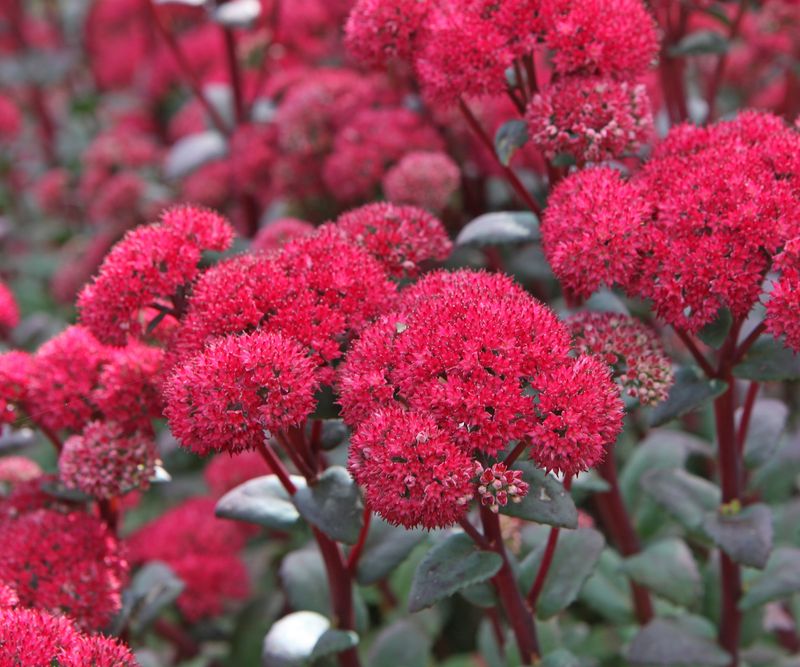 Sedum