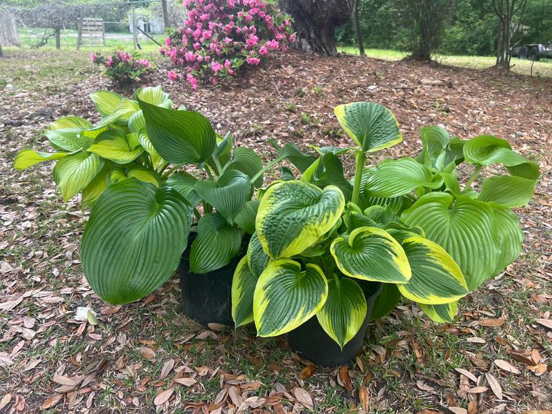 Hostas