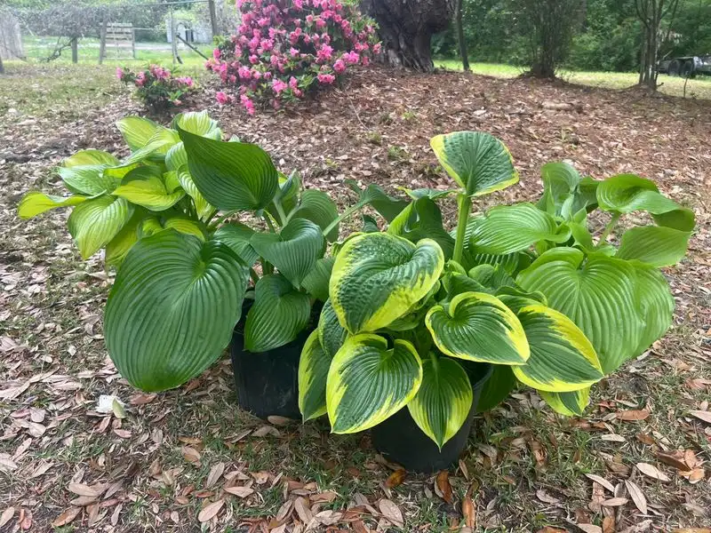 Hostas
