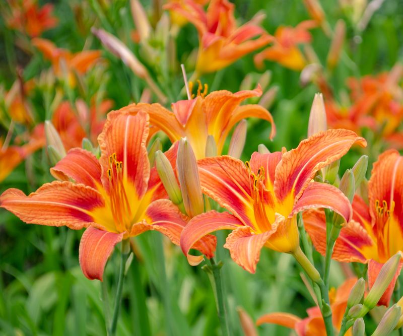 Daylilies