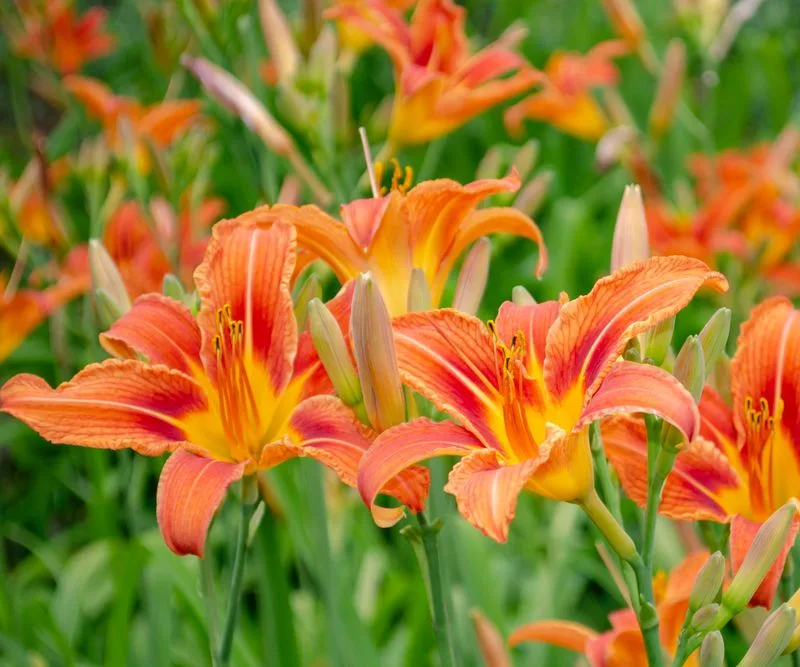 Daylilies