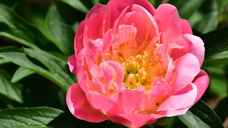 Peonies