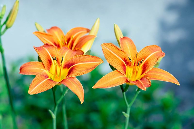Daylilies