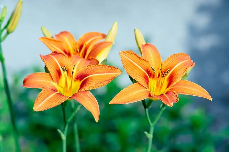 Daylilies