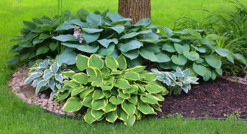 Hostas