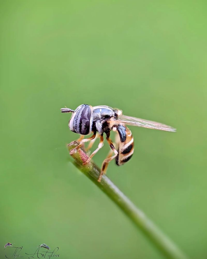 Hoverflies