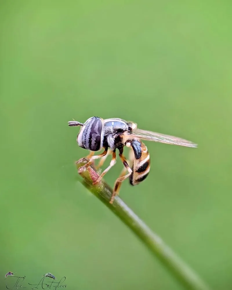 Hoverflies