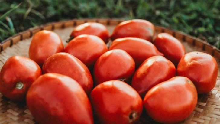 How Amish Grow Giant Tomatoes Without Chemicals