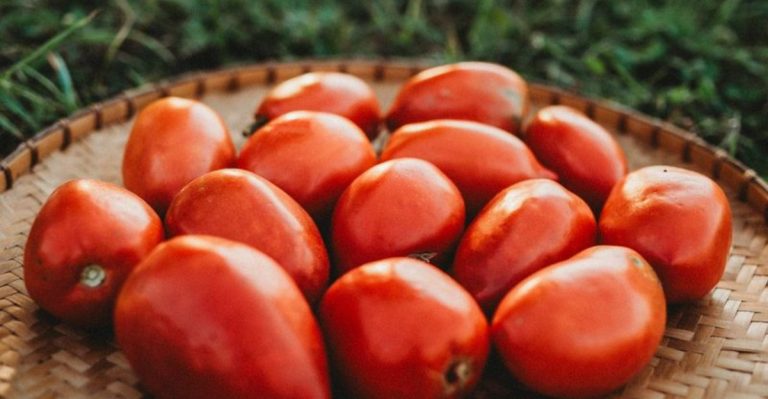 How Amish Grow Giant Tomatoes Without Chemicals