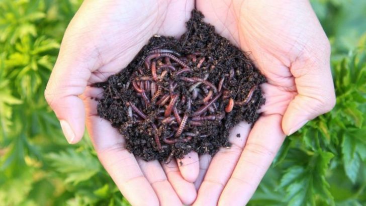 How to Attract More Earthworms To Your Garden (& Why They Matter)