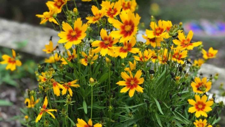 How to Grow Coreopsis And Keep It Blooming Bright All Season Long
