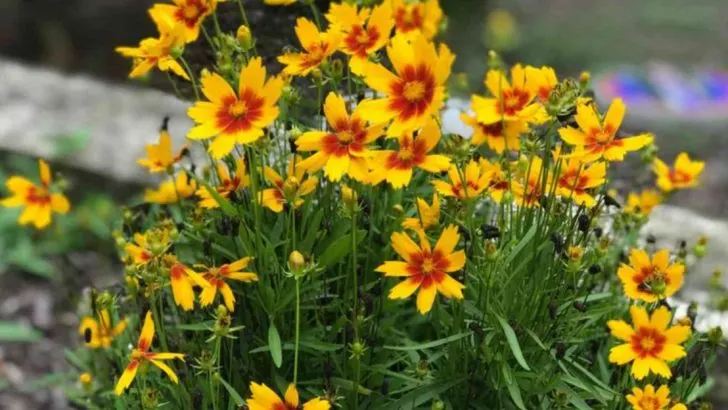 How to Grow Coreopsis And Keep It Blooming Bright All Season Long