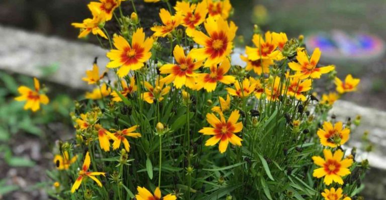 How to Grow Coreopsis And Keep It Blooming Bright All Season Long