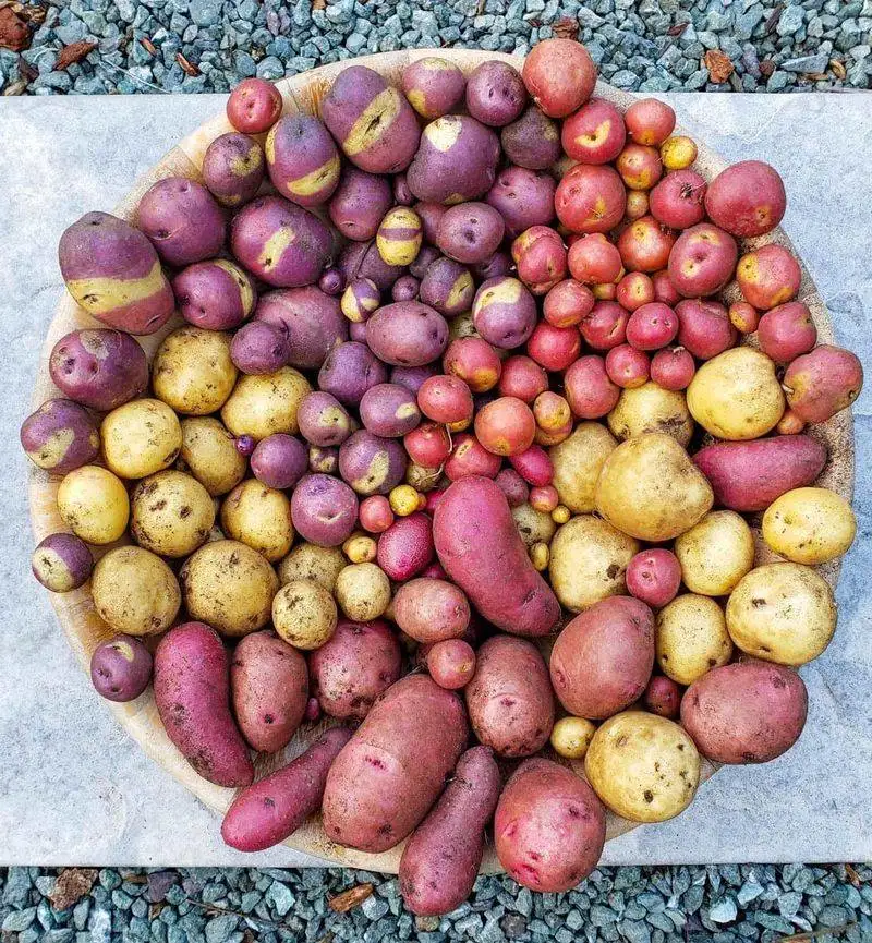 Selecting the Right Potato Variety
