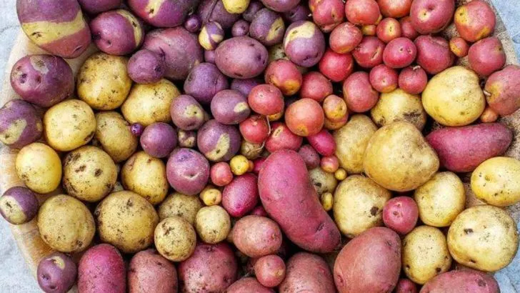 How to Grow First Early Potatoes in Containers (Top Crops for 2025)