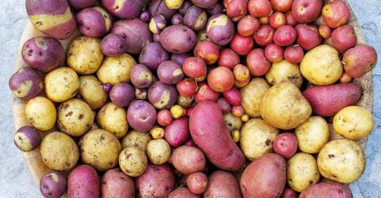 How to Grow First Early Potatoes in Containers (Top Crops for 2025)