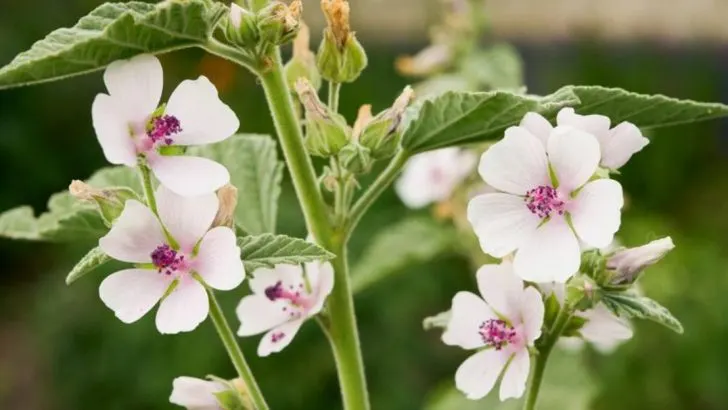 How to Grow Marsh Mallow, The Soothing Herb Hiding in Plain Sight