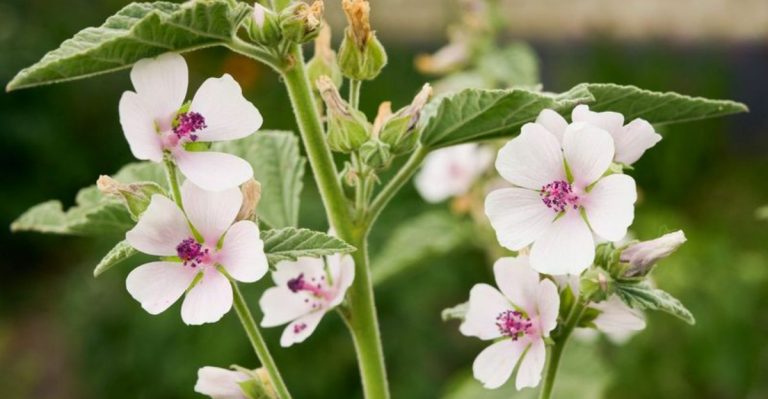 How to Grow Marsh Mallow, The Soothing Herb Hiding in Plain Sight