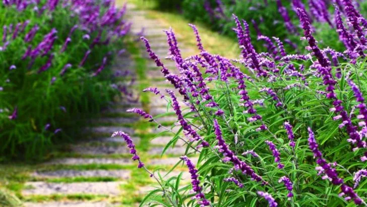 How to Grow Mexican Bush Sage That Bees and Hummingbirds Can’t Resist