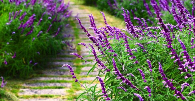 How to Grow Mexican Bush Sage That Bees and Hummingbirds Can’t Resist
