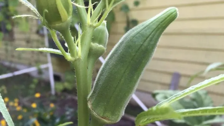 How to Grow Okra in Containers: 14 Tips for a Healthy Harvest