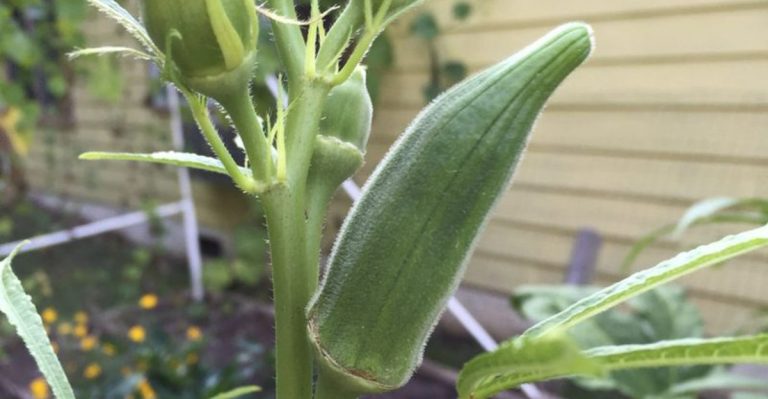 How to Grow Okra in Containers: 14 Tips for a Healthy Harvest