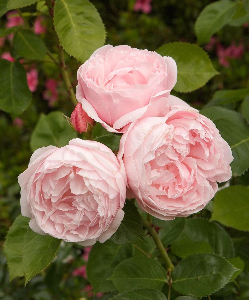 Choosing the Right Roses