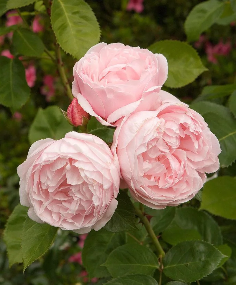 Choosing the Right Roses